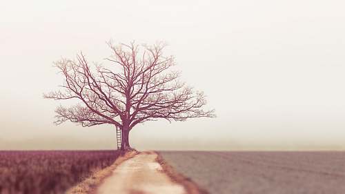 dirt road bare tree during daytime road
